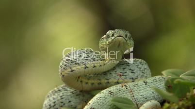 Two-striped forest pitviper (Bothriopsis bilineata)