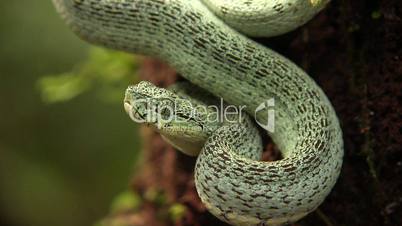 Two-striped forest pitviper (Bothriopsis bilineata)