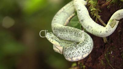 Two-striped forest pitviper (Bothriopsis bilineata)