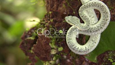 Two-striped forest pitviper (Bothriopsis bilineata)