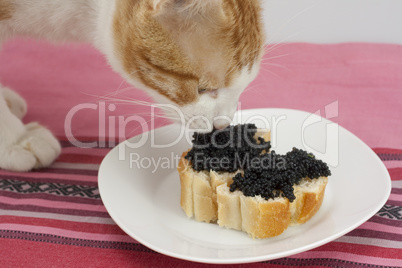 Katze isst Kaviar