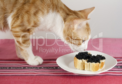 Katze schnuppert an Kaviarhäppchen