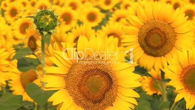 sunflower crop