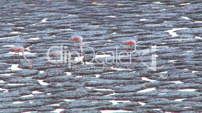 Flock of flamingos feeding in lake