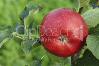 Apfel,Apfelbaum,reife Aepfel,apple,apple tree,rote aepfel