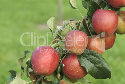Apfel,Apfelbaum,reife Aepfel,apple,apple tree,rote aepfel