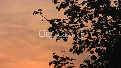 Leaves silhouette