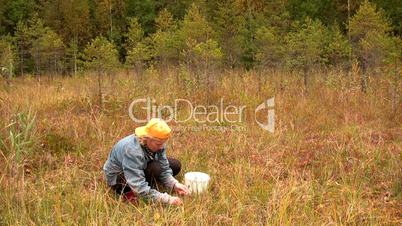 Collect cranberries on the marsh