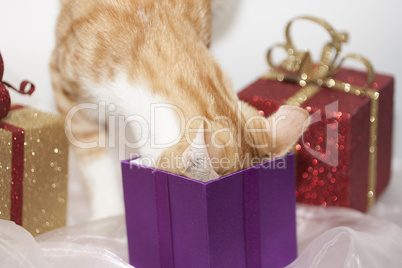 Katze steckt Kopf in Geschenk