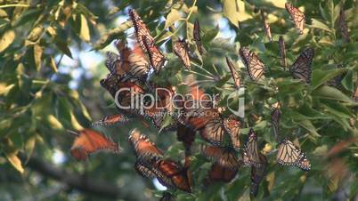 Monarch Butterfly Migration Cluster