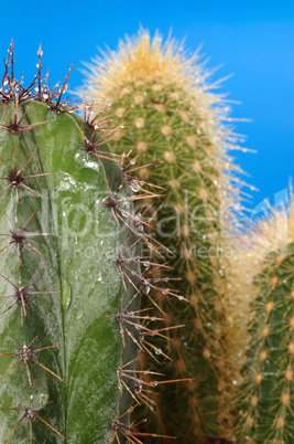 Cactus