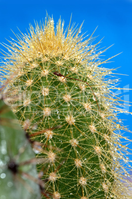 Cactus