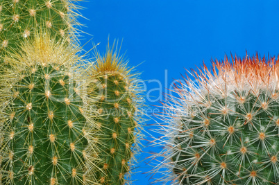 Cactus