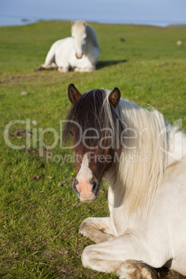 Icelandic Horses At Rest In A Field