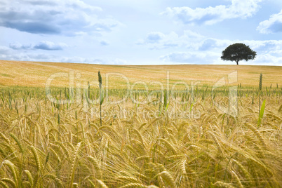 Field of Wheat and Tree On The Horizon