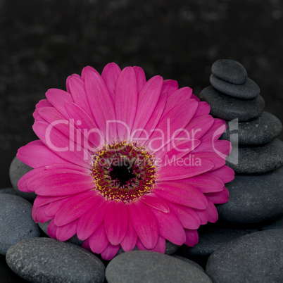 Gerbera pin k