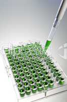 Green Solution Scientific Research With a Pipette and Cell Plate