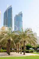 Palm lane in Dubai downtown, UAE