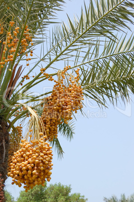 Date palm yield (Phoenix dactylifera), UAE