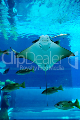 Smiley Ray in the aquarium of Atlantis the Palm hotel's waterpar