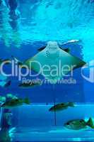 Smiley Ray in the aquarium of Atlantis the Palm hotel's waterpar