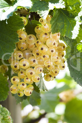 Johannisbeeren