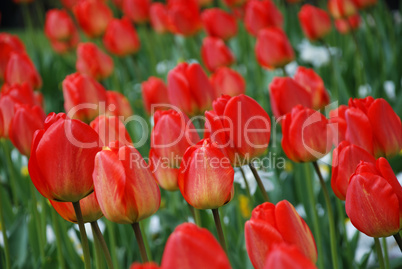 Flowers of tulip among green leaves