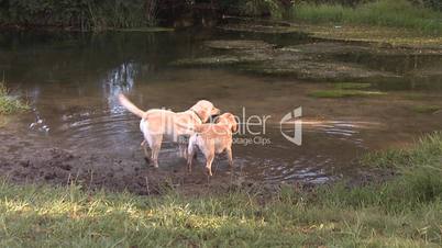 Dogs playing in the water on river