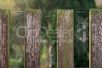 Spinnennetze am Zaun