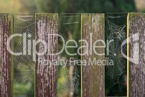 Spinnennetze am Zaun
