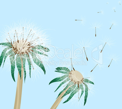 dandelions