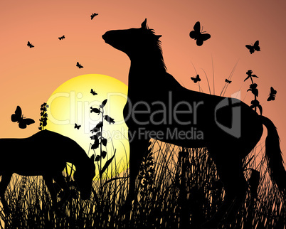 horse on sunset background