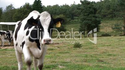 Cute curious cow on the farm