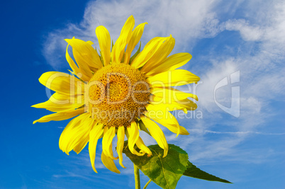 Sonnenblume 4