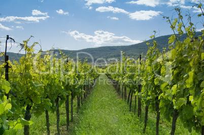 weinberge 1