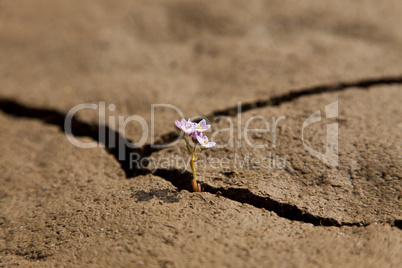 Flower Growing from Dry Cracked Earth