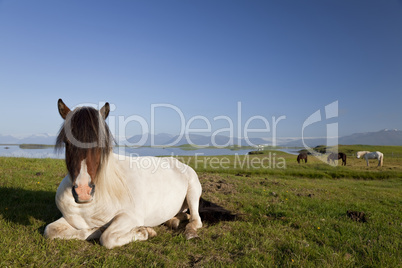Icelandic Horse At Rest In A Field