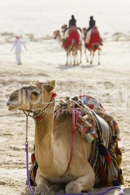 Camels In An Arabian Desert