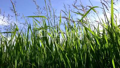 Green grass on a windy day