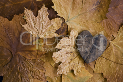 Herz im Herbstlaub