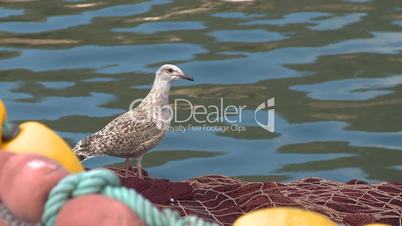 Seagull resting on a fishing boat