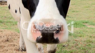 Curious cow smelling  the camera