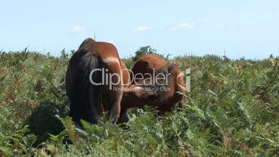 Mare letting her foal suckling