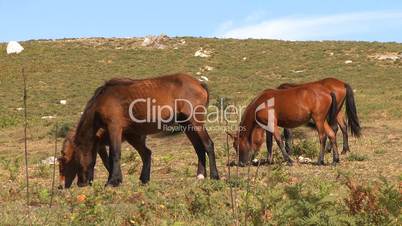 Wild horses grazing in mountain