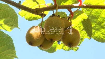 kiwi fruits growing on the branch