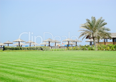 Lawn, palm and beach, UAE