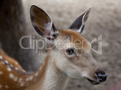 young deer muzzle