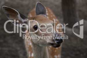young deer muzzle