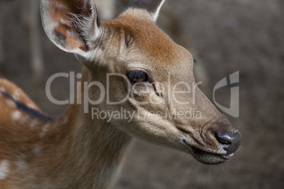 young deer muzzle