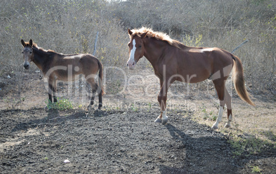 Horse and donkey